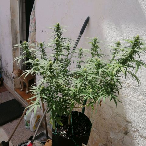 OG Kush 2 growlog timeline photo