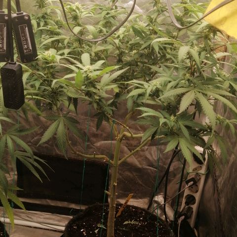 Amnesia 1 growlog timeline photo