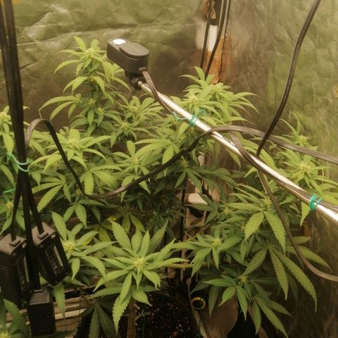 Amnesia 1 growlog timeline photo