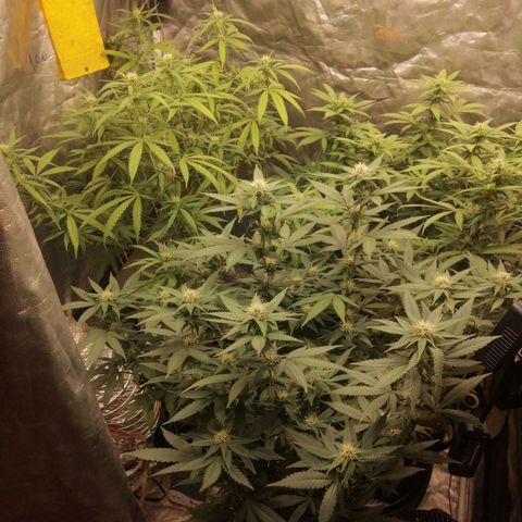 Amnesia 1 growlog timeline photo