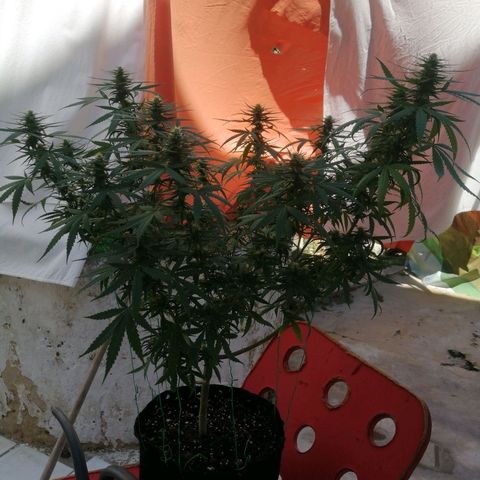 OG Kush 2 growlog timeline photo