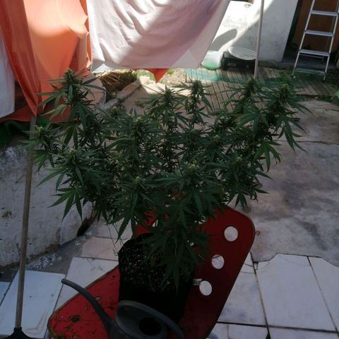 OG Kush 2 growlog timeline photo