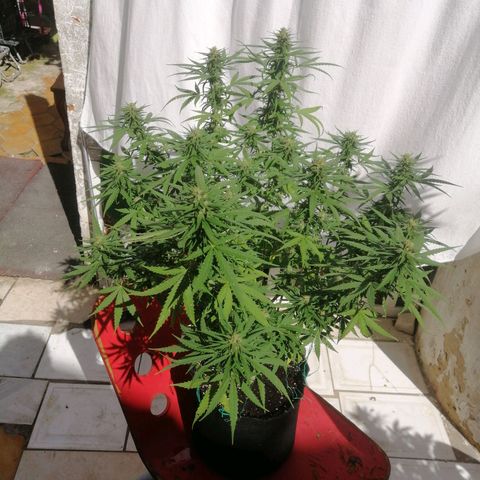 OG Kush 2 growlog timeline photo