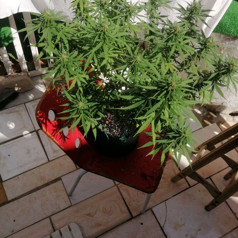 OG Kush 2 growlog timeline photo