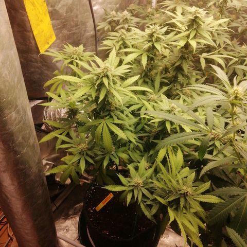 Amnesia 1 growlog timeline photo