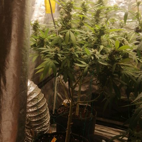 Amnesia 1 growlog timeline photo