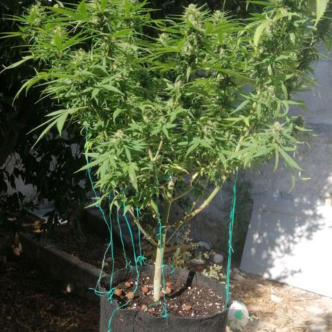 OG Kush 2 growlog timeline photo