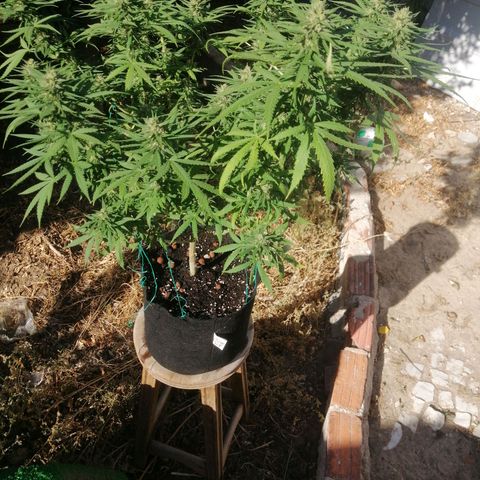 OG Kush 2 growlog timeline photo