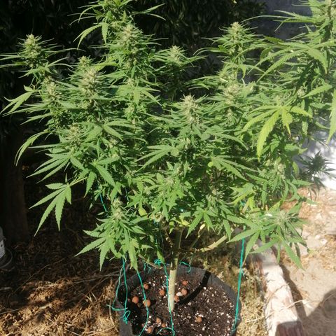 OG Kush 2 growlog timeline photo