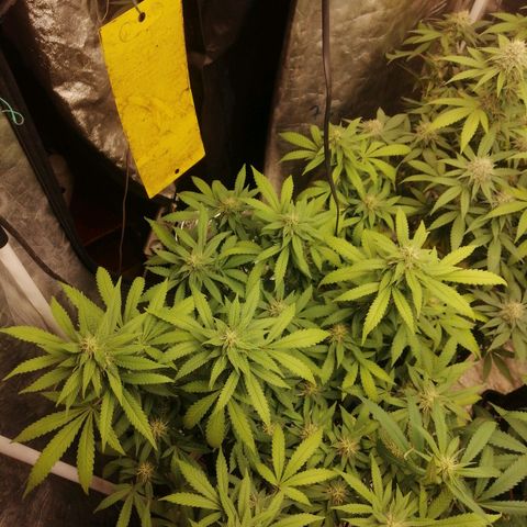 Amnesia 1 growlog timeline photo