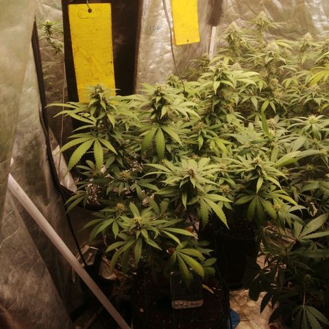 Amnesia 1 growlog timeline photo