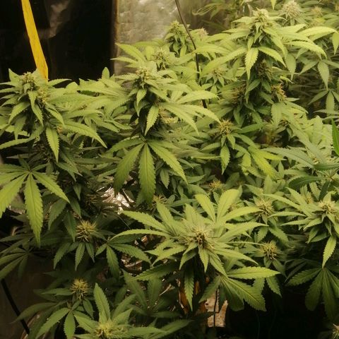 Amnesia 1 growlog timeline photo