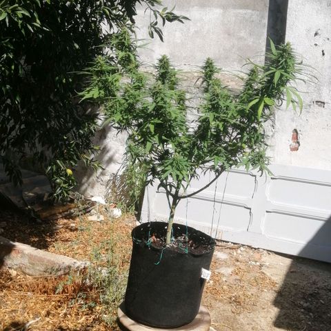 OG Kush 2 growlog timeline photo