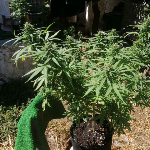 OG Kush 2 growlog timeline photo