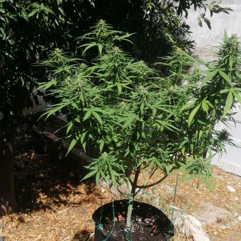 OG Kush 2 growlog timeline photo