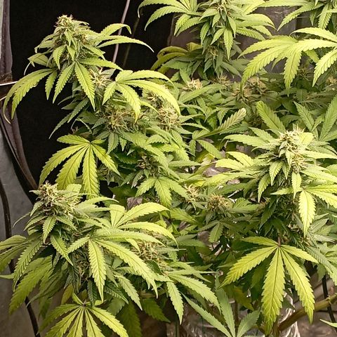 Amnesia 1 growlog timeline photo