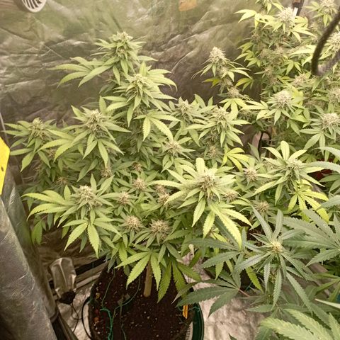 Amnesia 1 growlog timeline photo