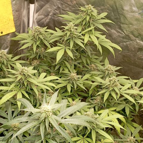 Amnesia 1 growlog timeline photo