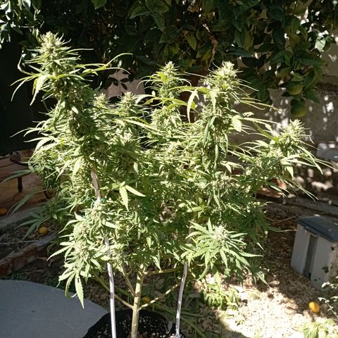 OG Kush 2 growlog timeline photo