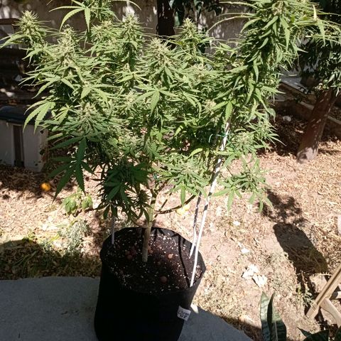 OG Kush 2 growlog timeline photo