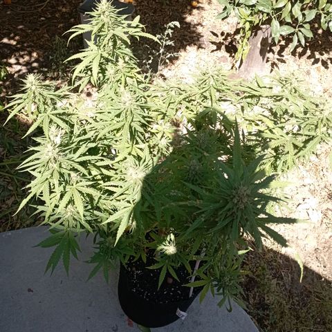 OG Kush 2 growlog timeline photo