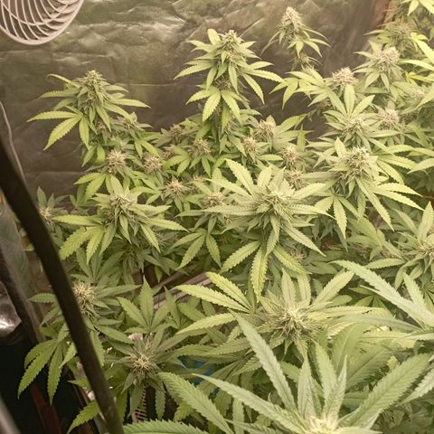 Amnesia 1 growlog timeline photo