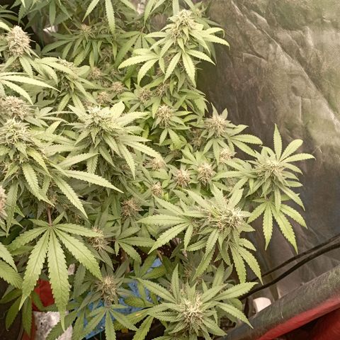 Amnesia 1 growlog timeline photo
