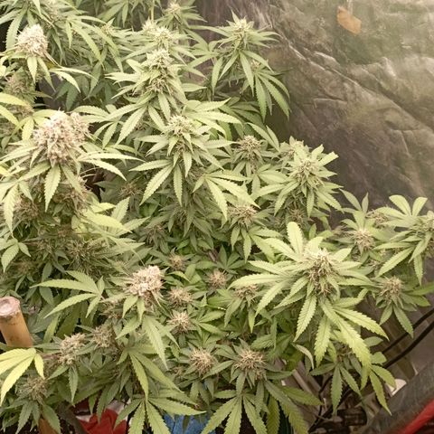 Amnesia 1 growlog timeline photo
