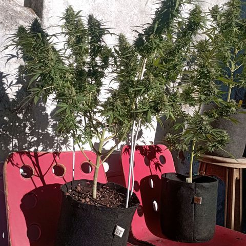 OG Kush 2 growlog timeline photo