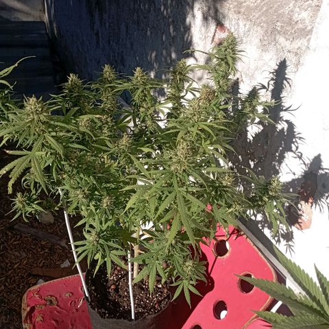 OG Kush 2 growlog timeline photo
