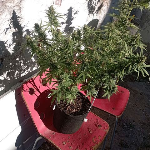 OG Kush 2 growlog timeline photo