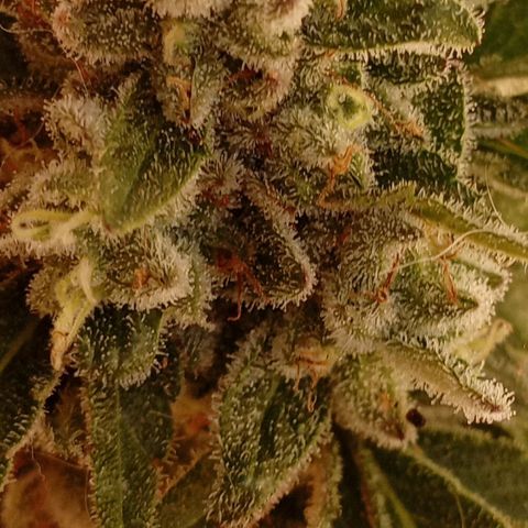 OG Kush 2 growlog timeline photo