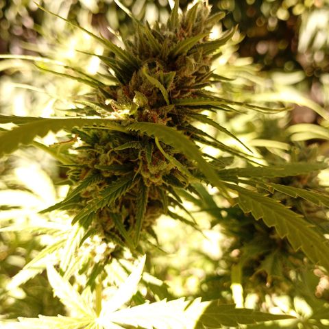 OG Kush 2 growlog timeline photo