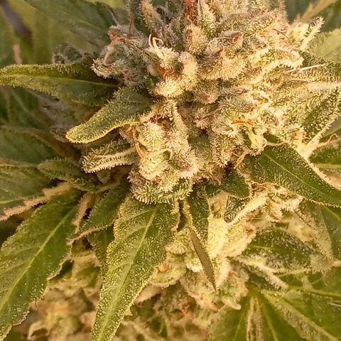 OG Kush 2 growlog timeline photo