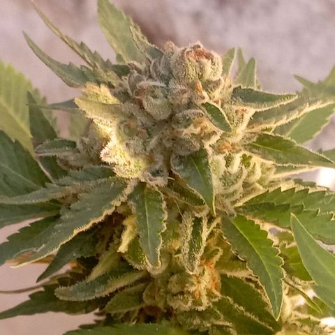 OG Kush 2 growlog timeline photo