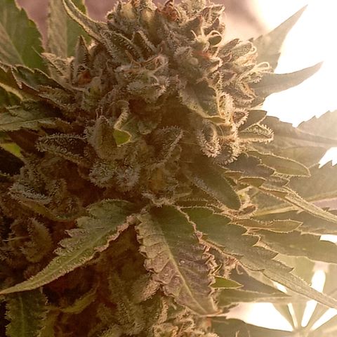 OG Kush 2 growlog timeline photo