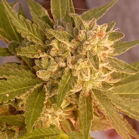 OG Kush 2 growlog timeline photo