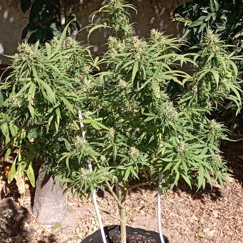 OG Kush 2 growlog timeline photo