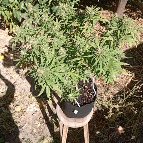 OG Kush 2 growlog timeline photo