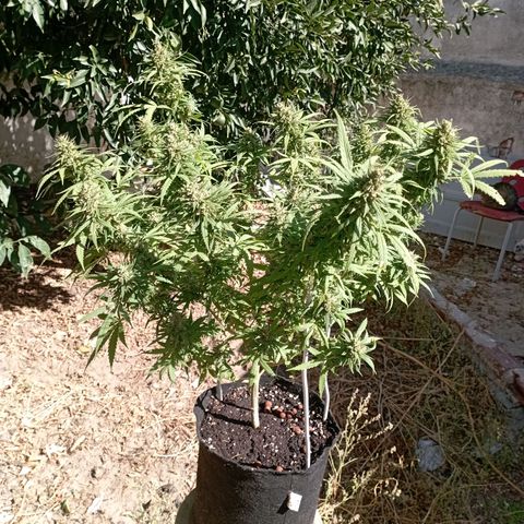 OG Kush 2 growlog timeline photo