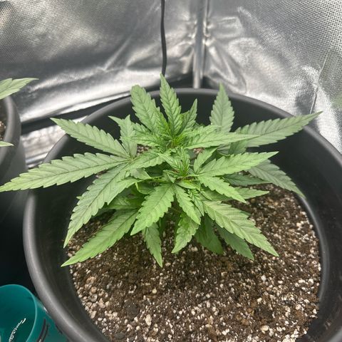 Hill growlog timeline photo