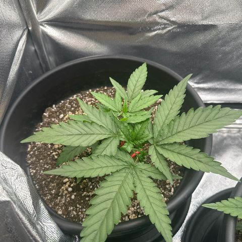 Lauren growlog timeline photo