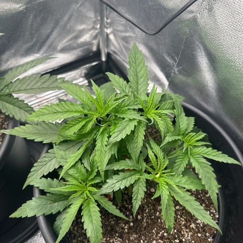 Hill growlog timeline photo