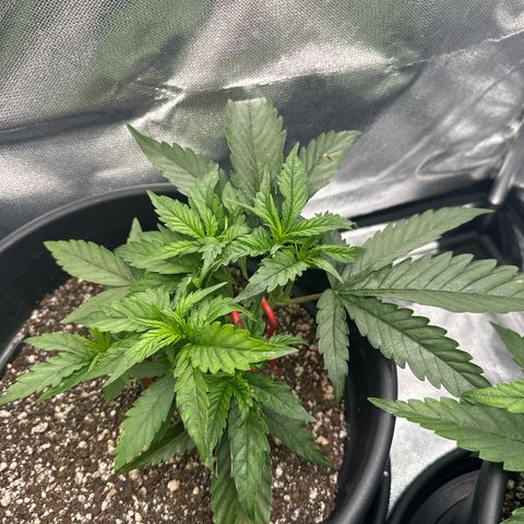 Lauren growlog timeline photo