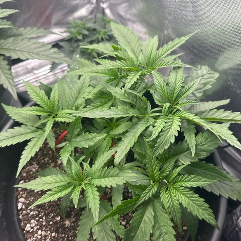 Hill growlog timeline photo