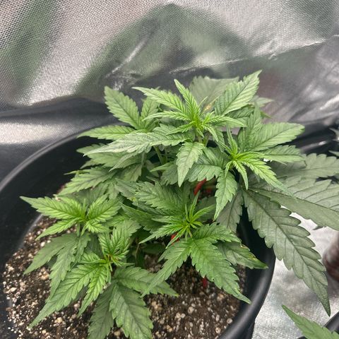 Lauren growlog timeline photo