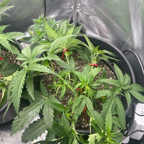 Hill growlog timeline photo