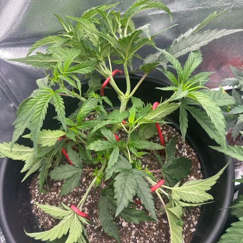 Lauren growlog timeline photo
