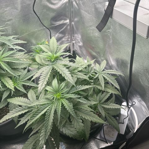 Hill growlog timeline photo