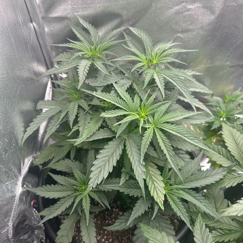 Lauren growlog timeline photo